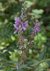 Indigofera pratensis