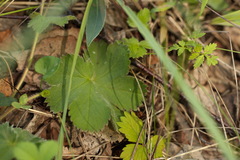 Alchemilla bungei