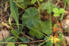 Alchemilla bungei