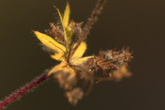 Alchemilla bungei