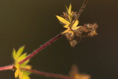 Alchemilla bungei