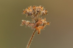Alchemilla bungei