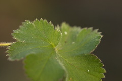 Alchemilla bungei