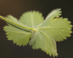 Alchemilla bungei