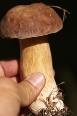 Boletus