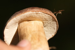 Boletus
