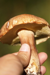 Boletus