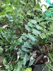 Asplenium cuneatiforme