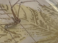 Pholcus phalangioides
