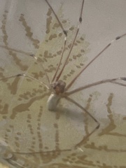Pholcus phalangioides