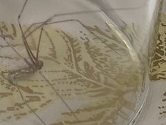 Pholcus phalangioides