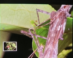 Trachythorax