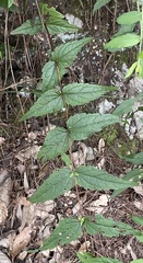 Eupatorium shimadae