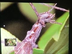 Trachythorax