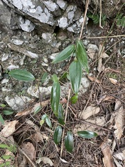 Smilax lanceifolia
