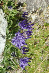 Phyteuma globulariifolium