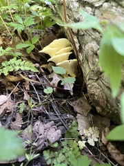 Pleurotus citrinopileatus