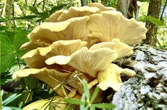 Pleurotus citrinopileatus