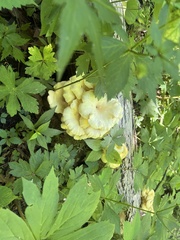 Pleurotus citrinopileatus