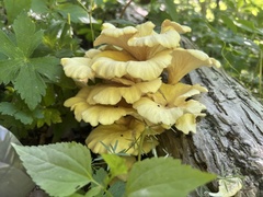 Pleurotus citrinopileatus