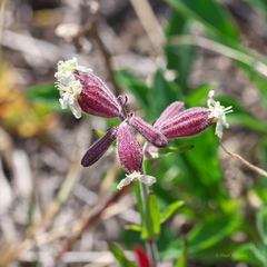 Silene repens