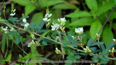 Lespedeza daurica