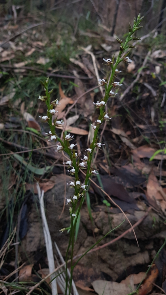 Prasophyllum brevilabre