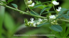 Lespedeza daurica