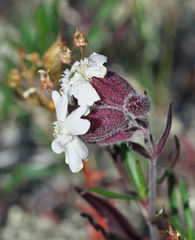 Silene repens