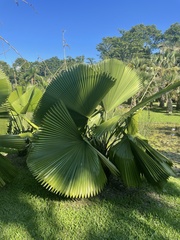 Licuala peltata
