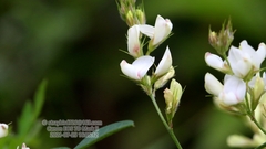 Lespedeza daurica