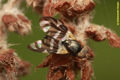 Sphaeniscus sexmaculatus