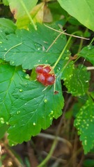 Rubus arcticus