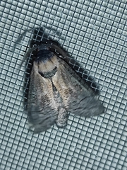 Cossus cossus