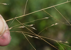 Panicum seminudum