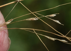 Panicum seminudum