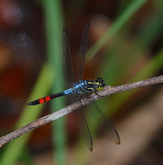 Agrionoptera sexlineata
