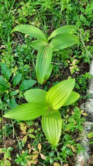 Veratrum lobelianum