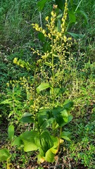 Veratrum lobelianum