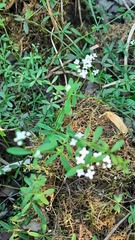 Galium palustre