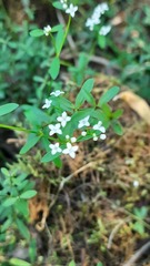 Galium palustre
