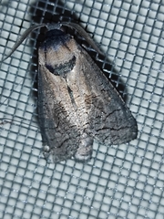 Cossus cossus