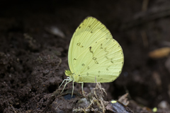 Eurema andersoni