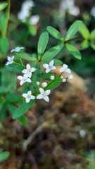 Galium palustre
