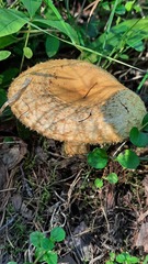 Lactarius repraesentaneus