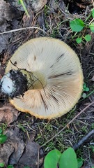 Lactarius repraesentaneus