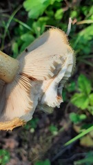 Lactarius repraesentaneus