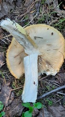 Lactarius repraesentaneus