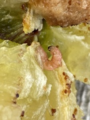 Grapholita funebrana