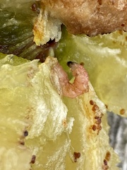 Grapholita funebrana